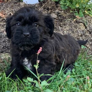 🐾 Male Shih Tzu Puppy Available for Adoption (Lonnie)