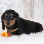 🐾 Adorable Male Dachshund Puppy Chester | Playful, Loving & Healthy Long-Haired Companion - Image 2