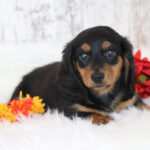 🐾 Adorable Male Dachshund Puppy Chester | Playful, Loving & Healthy Long-Haired Companion - Image 3
