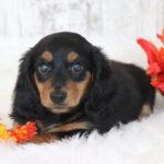Male Dachshund Puppy Chester | Playful, Loving & Healthy Long-Haired Companion