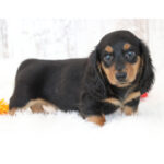 🐾 Adorable Male Dachshund Puppy Chester | Playful, Loving & Healthy Long-Haired Companion - Image 4