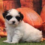 🐶 Adorable Male Yorkshire Terrier Puppy Tony | Playful, Loving & Healthy Yorkie - Image 4