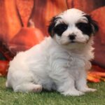 Male Yorkshire Terrier Puppy Tony | Playful, Loving & Healthy Yorkie