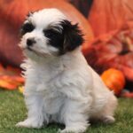 🐶 Adorable Male Yorkshire Terrier Puppy Tony | Playful, Loving & Healthy Yorkie - Image 3