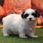 🐶 Adorable Male Yorkshire Terrier Puppy Tony | Playful, Loving & Healthy Yorkie - Image 2