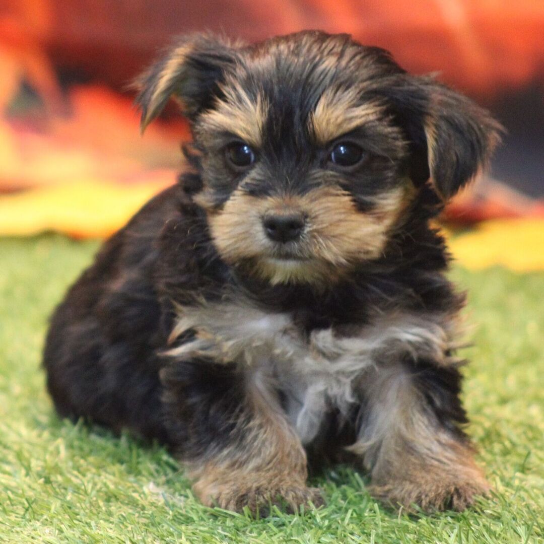 Male Garth Yorkshire Terrier Puppy | Playful, Loving & Healthy Yorkie Companion