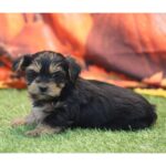 🐾 Adorable Male Garth Yorkshire Terrier Puppy Available for Adoption (Garth) - Image 4