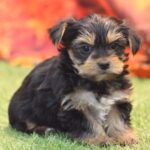 🐾 Adorable Male Garth Yorkshire Terrier Puppy Available for Adoption (Garth) - Image 3
