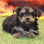 🐾 Adorable Male Garth Yorkshire Terrier Puppy Available for Adoption (Garth) - Image 2