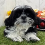 Adorable Female Shih Tzu Puppy Available for Adoption (Beauty)