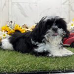 🐾 Adorable Female Shih Tzu Puppy Available for Adoption (Beauty) - Image 3