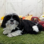 🐾 Adorable Female Shih Tzu Puppy Available for Adoption (Beauty) - Image 2