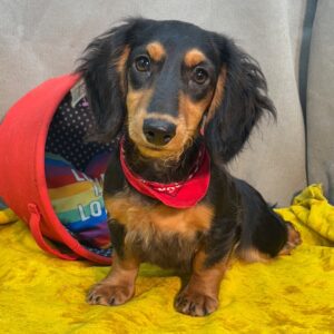 🐶 Male Dachshund Puppy Available for Adoption (Gordon)