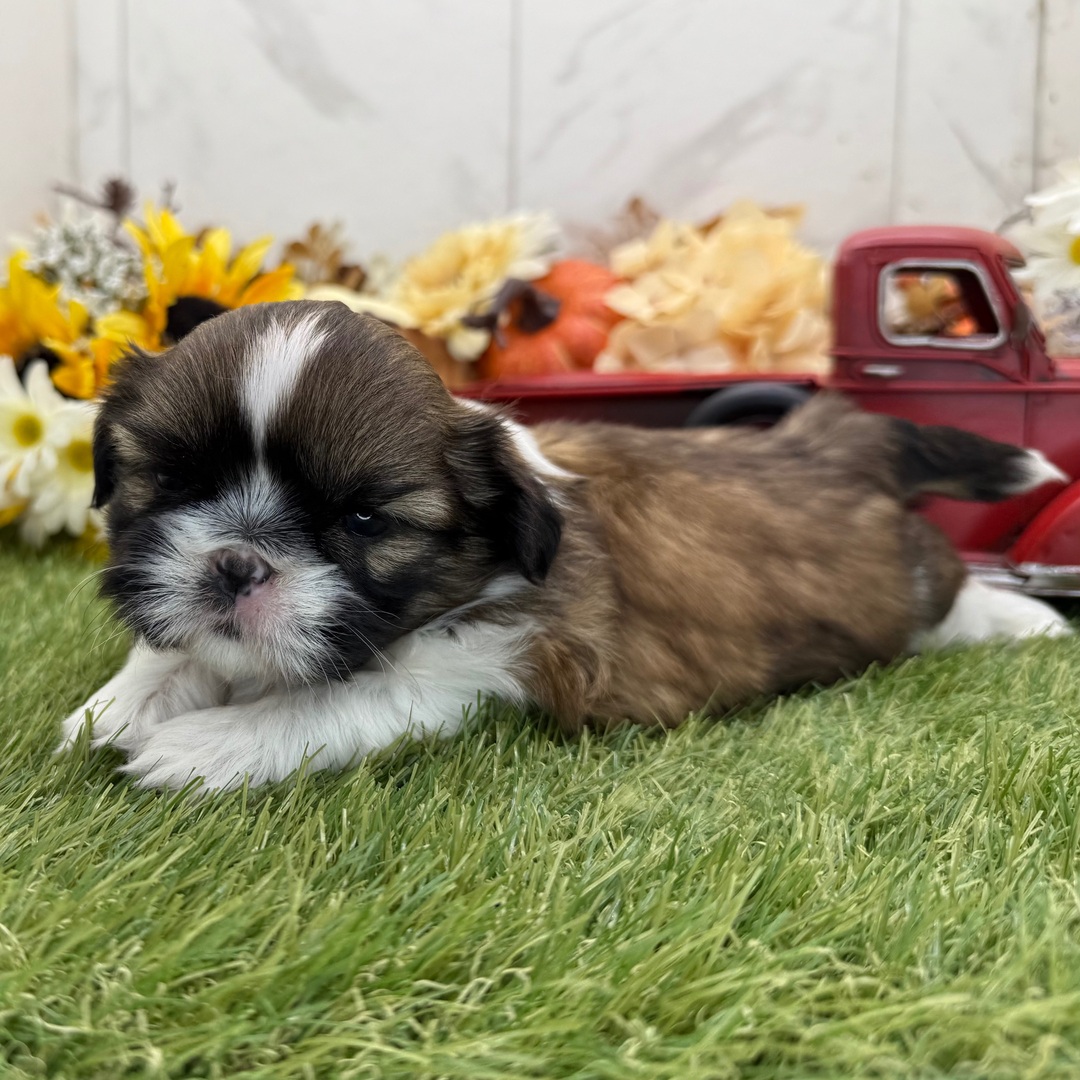 🐾 Male Shih Tzu Puppy Available for Adoption (Sprite) - Image 3