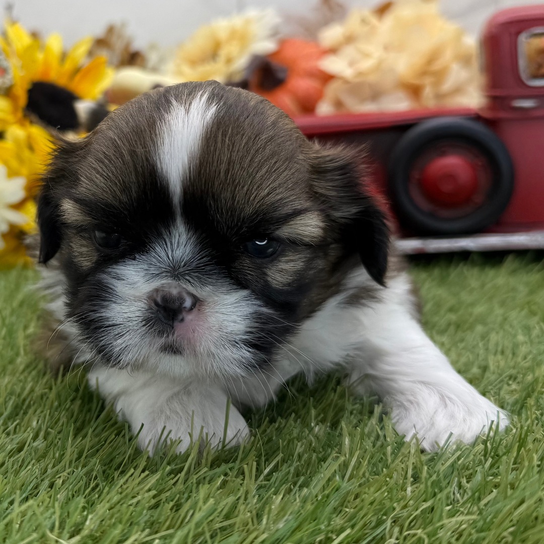 🐾 Male Shih Tzu Puppy Available for Adoption (Sprite) - Image 2