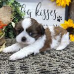 🐶 Female Shih Tzu Puppy Available for Adoption (Ucatha) - Image 3