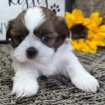 🐶 Female Shih Tzu Puppy Available for Adoption (Ucatha)