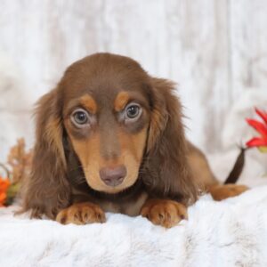 Adorable Male Gunner Dachshund Puppy Available for Adoption (Gunner)