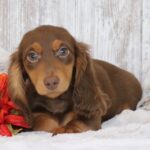 🐾 Adorable Male Gunner Dachshund Puppy Available for Adoption (Gunner) - Image 4