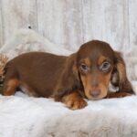 🐾 Adorable Male Gunner Dachshund Puppy Available for Adoption (Gunner) - Image 3