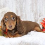 🐾 Adorable Male Gunner Dachshund Puppy Available for Adoption (Gunner) - Image 2