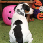 🐾 Adorable Female Indra Dachshund Puppy Available for Adoption (Indra) - Image 3