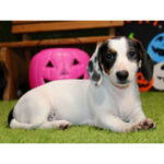 🐾 Adorable Female Indra Dachshund Puppy Available for Adoption (Indra) - Image 4