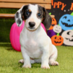 🐾 Adorable Female Indra Dachshund Puppy Available for Adoption (Indra) - Image 2
