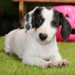 Female Indra Dachshund Puppy | Playful, Loving & Healthy Mini Dachshund