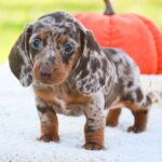🐾 Female Dachshund Puppy Available for Adoption (Reeses)