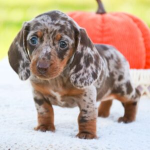 🐾 Female Dachshund Puppy Available for Adoption (Reeses)