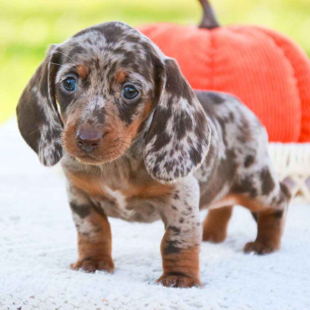 🐾 Female Dachshund Puppy Available for Adoption (Reeses)