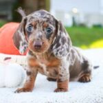🐾 Female Dachshund Puppy Available for Adoption (Reeses) - Image 5