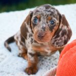 🐾 Female Dachshund Puppy Available for Adoption (Reeses) - Image 4