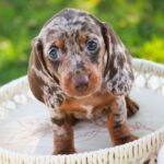 🐾 Female Dachshund Puppy Available for Adoption (Reeses) - Image 2