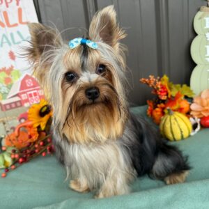 🐾 Male Yorkshire Terrier Puppy Available for Adoption (Kennedy)
