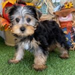 🐾 Adorable Male Hobbes Yorkshire Terrier Puppy Available for Adoption (Hobbes) - Image 3