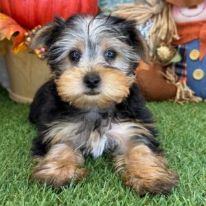 Adorable Male Hobbes Yorkshire Terrier Puppy Available for Adoption (Hobbes)