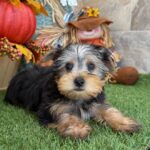 🐾 Adorable Male Hobbes Yorkshire Terrier Puppy Available for Adoption (Hobbes) - Image 2