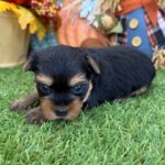 🐾 Adorable Female Sweetie Yorkshire Terrier Puppy Available for Adoption (Sweetie) - Image 3