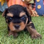 Adorable Female Sweetie Yorkshire Terrier Puppy Available for Adoption (Sweetie)