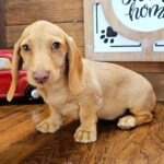 🐾 Adorable Male Pax Dachshund Puppy Available for Adoption (Pax) - Image 4
