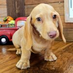 🐾 Adorable Male Pax Dachshund Puppy Available for Adoption (Pax) - Image 3