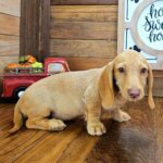 🐾 Adorable Male Pax Dachshund Puppy Available for Adoption (Pax) - Image 2