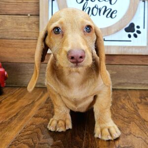 Adorable Male Pax Dachshund Puppy Available for Adoption (Pax)
