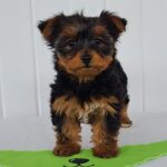 🐾 Adorable Female Yorkshire Terrier Puppy Pipsqueak | Adorable, Loyal & Loving - Image 3