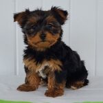 🐾 Adorable Female Yorkshire Terrier Puppy Pipsqueak | Adorable, Loyal & Loving - Image 2