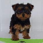 🐾 Adorable Female Yorkshire Terrier Puppy Pipsqueak | Adorable, Loyal & Loving - Image 4