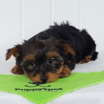 Female Yorkshire Terrier Puppy Pipsqueak | Adorable, Loyal & Loving