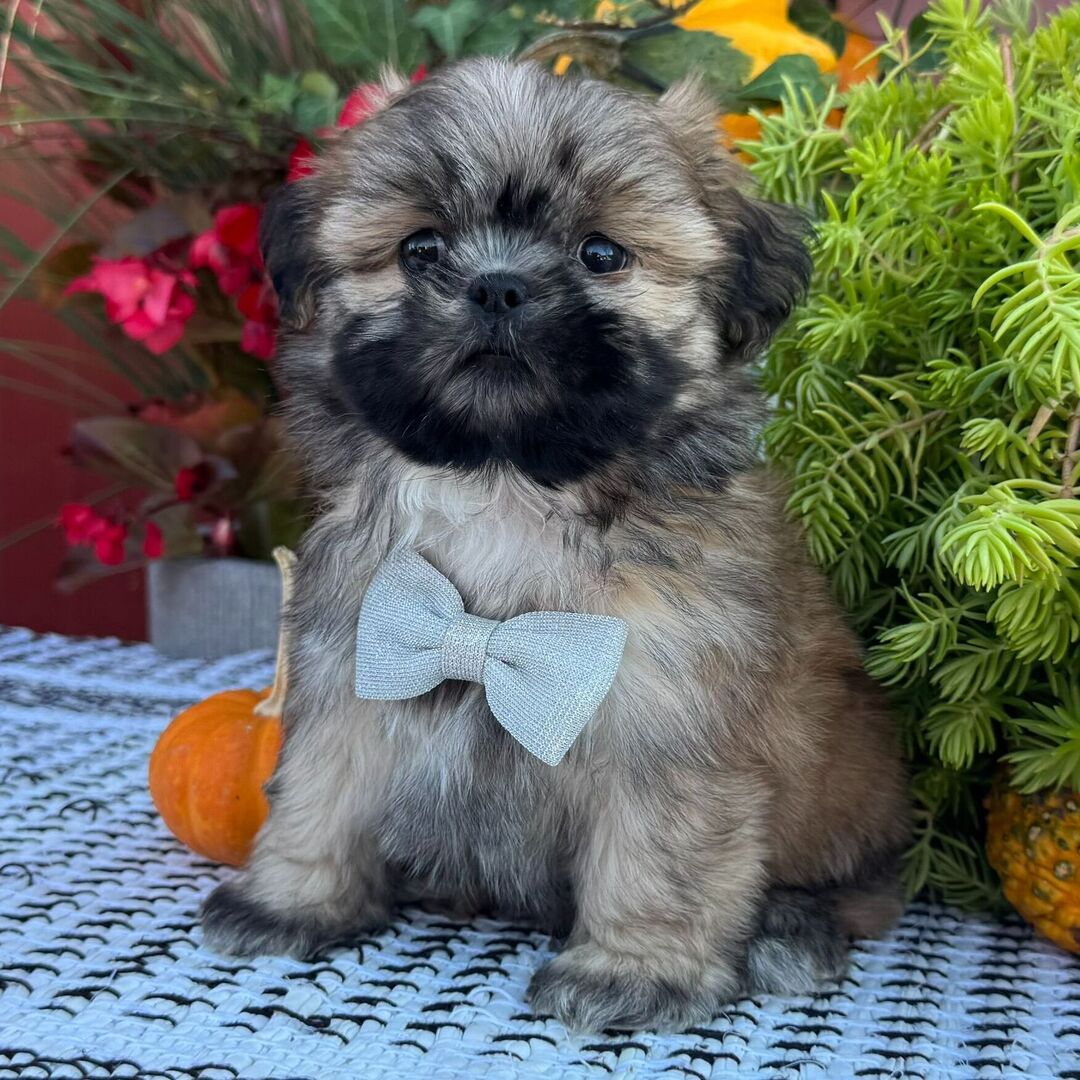 Adorable Male Shih Tzu Puppy for Adoption (Hugo)